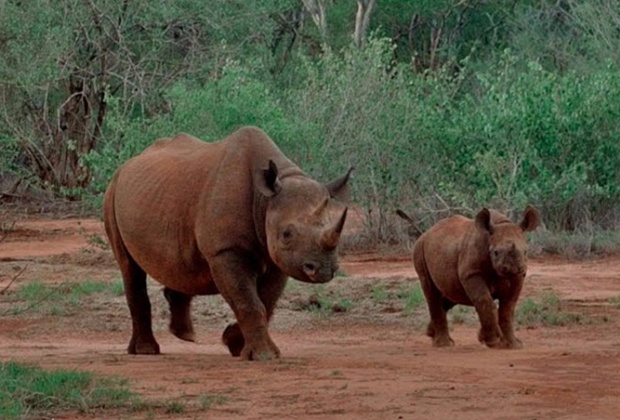 Mkomazi National Park Day Trip