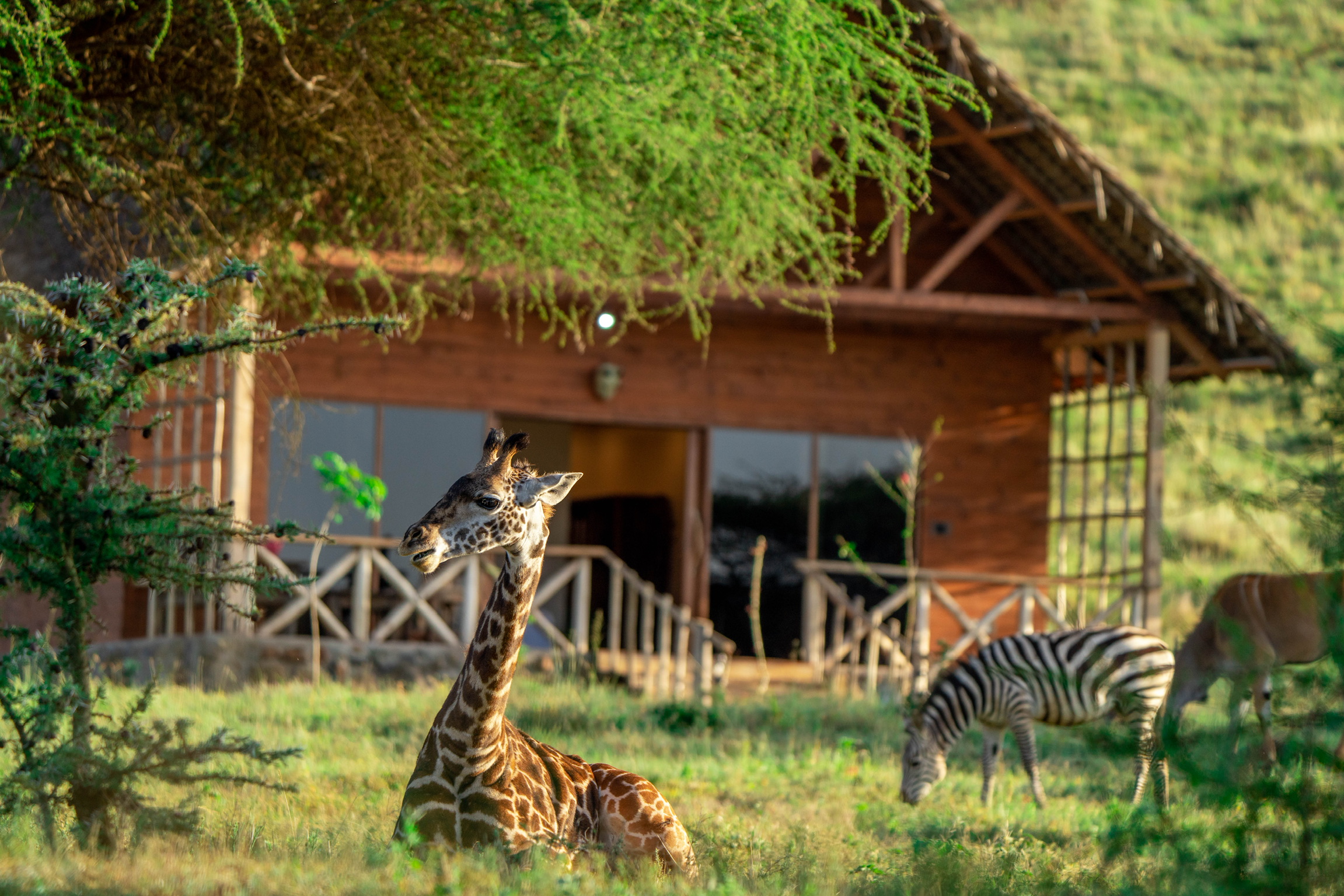Serval wildlife day tour